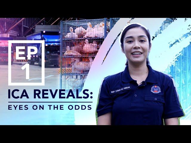 ICA Reveals - Episode 1: Eyes on the Odds