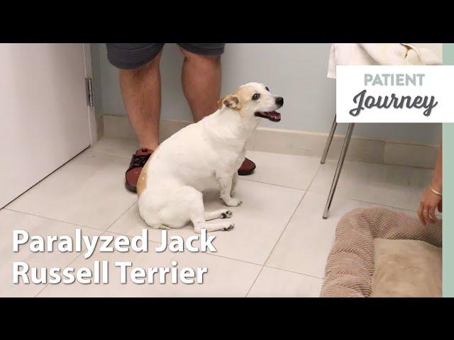 Jack Russell Recovers After IVDD Diagnosis