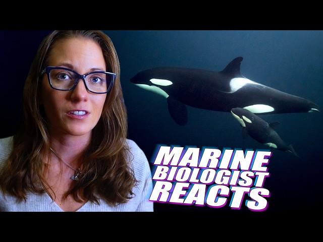 Marine Biologist Reacts to Grieving Orca Carrying Her Calf Again