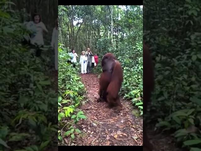 Gigantic Orangutan is freak of nature! #orangutan #jungle #animals #nature #wildlife