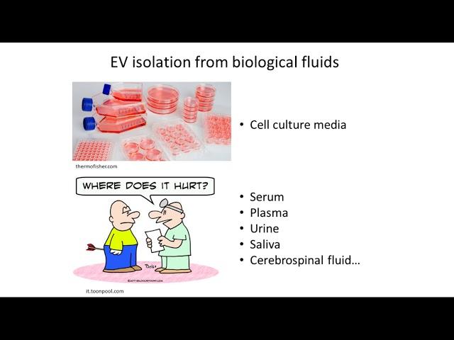 Extracellular Vesicles as Diagnostic and Therapeutic Tools for Cancer