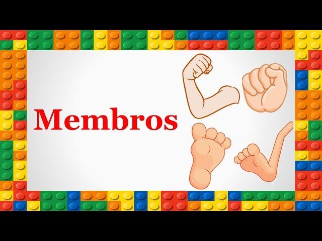 Corpo Humano - Membros