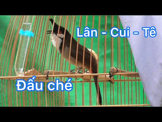 Chào mào bổi lân cui tê hơn năm lông đấu ché xoè / nết găm cầu cánh mỏ đều