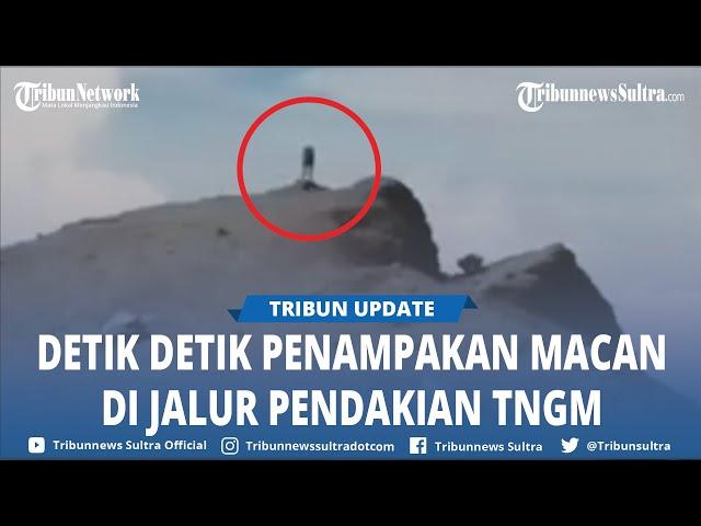 Viral Video Macan Jawa Disebut Menerkam Pendaki di Merapi, TNGM Sebut Jalur Pendakian Masih Ditutup