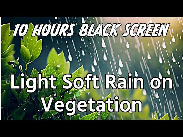 Sleep Better Tonight: Soft Rain on Vegetation ASMR For Sleeping | 10 Hours Black Screen