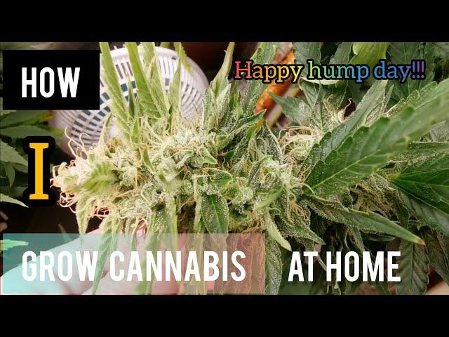 How i grow cannabis at home. Hump day update!!!