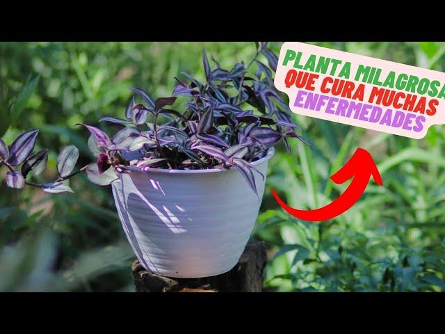 Tradescantia Zebrina: La Planta Mágica que Revolucionara Tu Vida y tu hogar, VALE oro