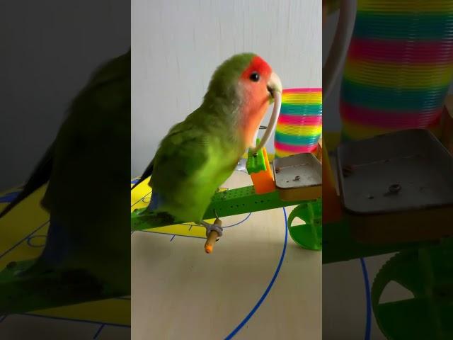 Bird Training : Smart lovebird Parrot | Smart Little Cute Parrot  #training #smartparrot #cute