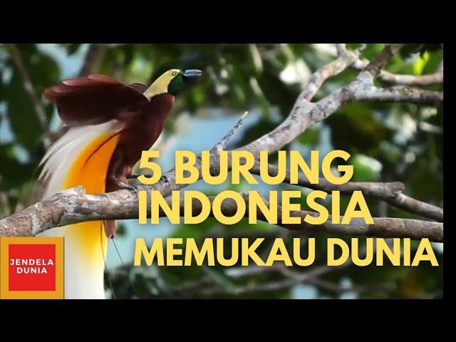 CANTIK‼️INILAH 5 BURUNG KHAS INDONESIA MEMIKAT DUNIA