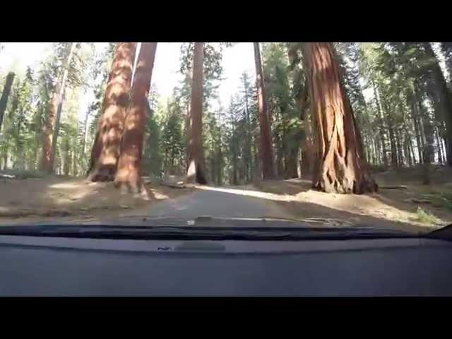 Giant Forest Tunnel Drive, Generals Highway, Sequoia National Park.