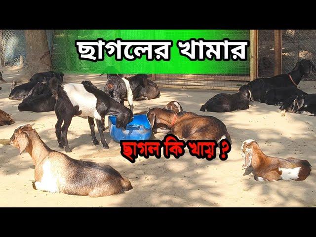 ছাগলের খামার | Goatfarm | Black Bengal goats | Rj Goat Farm Bahirgachi Nadia