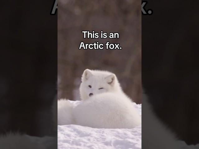 Same fox, different coat! #naturepbs #animalshorts #arcticfox #wildlife #fox