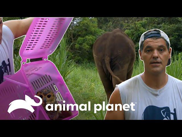 Grandes libertações de animais realizadas por Frank Cuesta | Wild Frank | Animal Planet Brasil