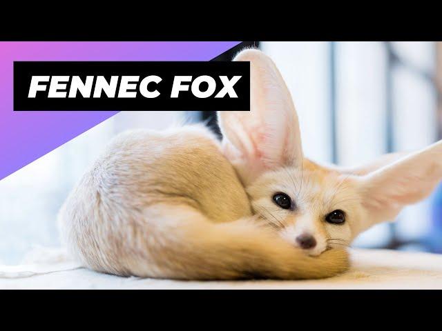 Fennec Fox  One Of The Cutest And Exotic Animals In The World #shorts