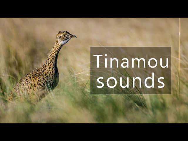 Small-billed tinamou sounds