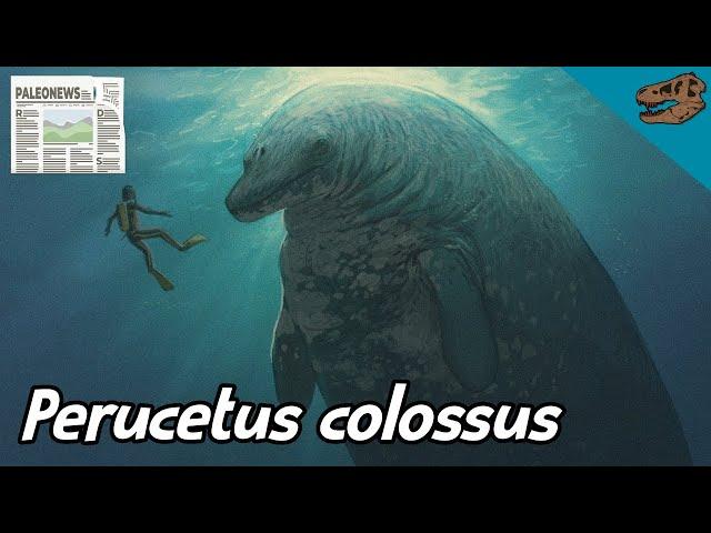 PALEONEWS: Perucetus colossus ¿el animal más grande del mundo?