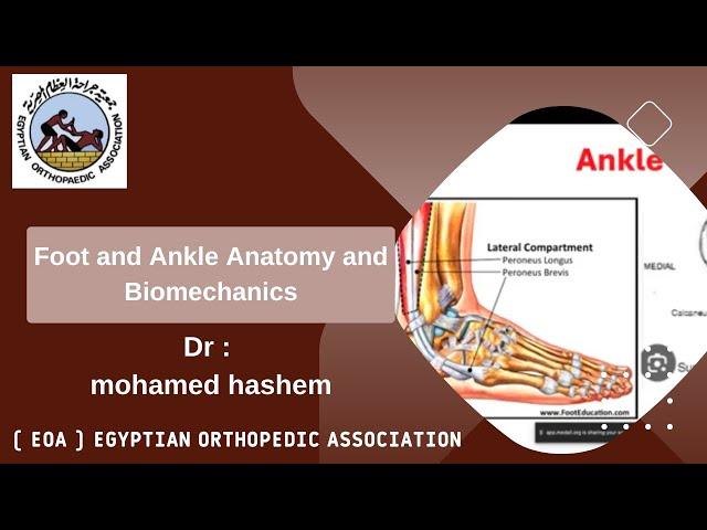 Foot and Ankle Anatomy and Biomechanics (Mr. Mohamed Hashem)