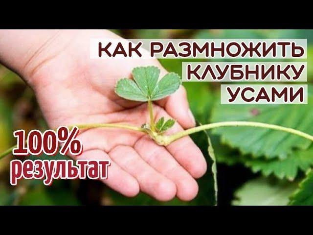 Самый ЛУЧШИЙ способ размножения КЛУБНИКИ. Размножение клубники УСАМИ.