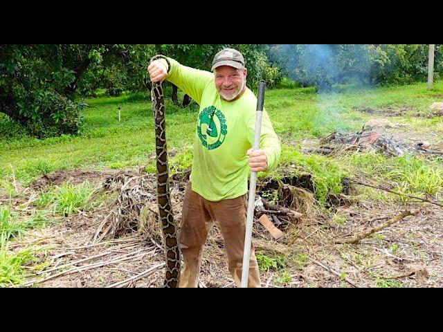 I Found a Burmese Python In My Backyard