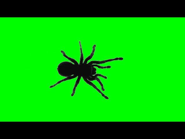 Spider Green Screen Video