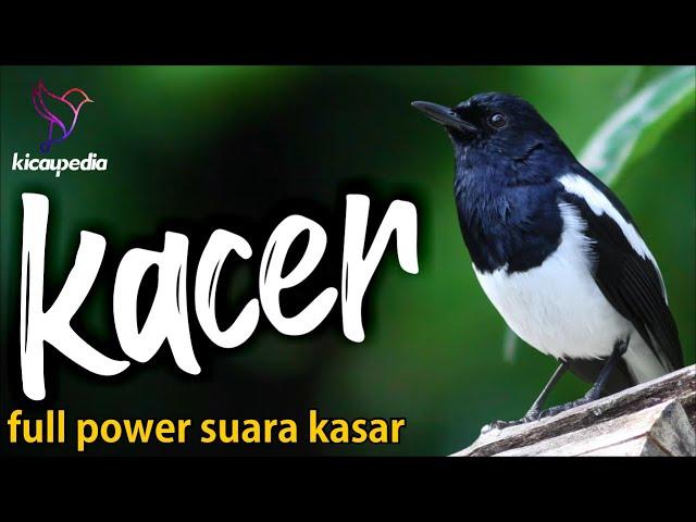 Kacer Gacor Kasar Full Power Ampuh Buat Pancingan Kacer Lain Pasti Nyaut Dan Ngobra