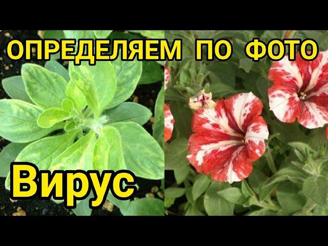 ТАКИЕ ПЕТУНИИ ЛУЧШЕ СЖЕЧЬ! ВИРУС НА ПЕТУНИИ