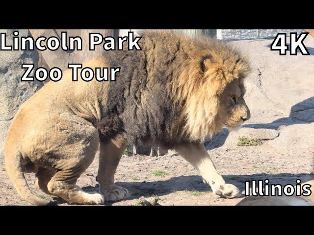 Lincoln Park Zoo Tour - Chicago, Illinois - USA [4K]