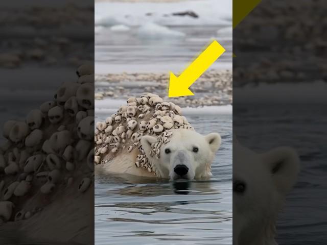 Millions of barnacles seriously injured a polar bear that was successfully rescued by a rescue team