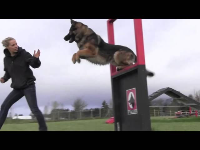 Obedience IPO Trained Versatility German Shepherd