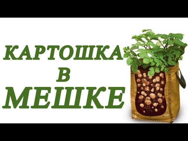 Выращивание картофеля в мешках - НАНО метод посадки картошки. Картошка в мешке.