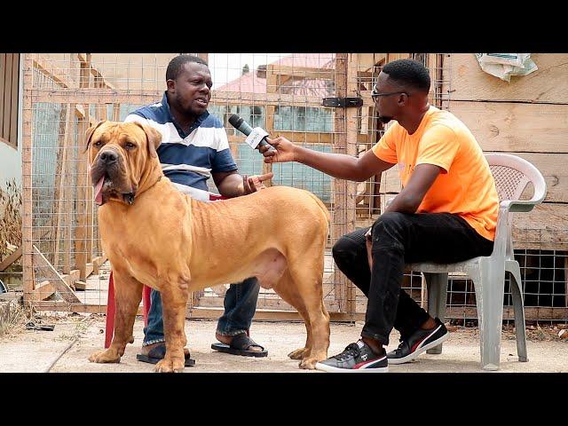 A visit to Hallmark Boerboels | The Pharmacist who has an undying love for boerboels