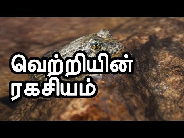 தவளை கதை - Motivational Story in Tamil -  AKS TAMIL