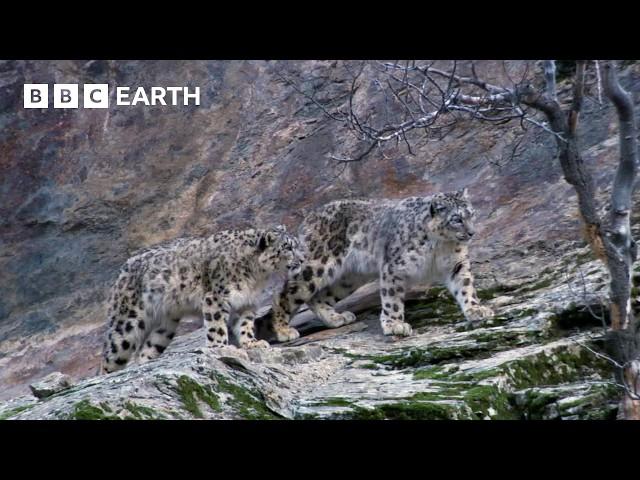 Capturing The Rare Snow Leopard On Camera | BBC Earth