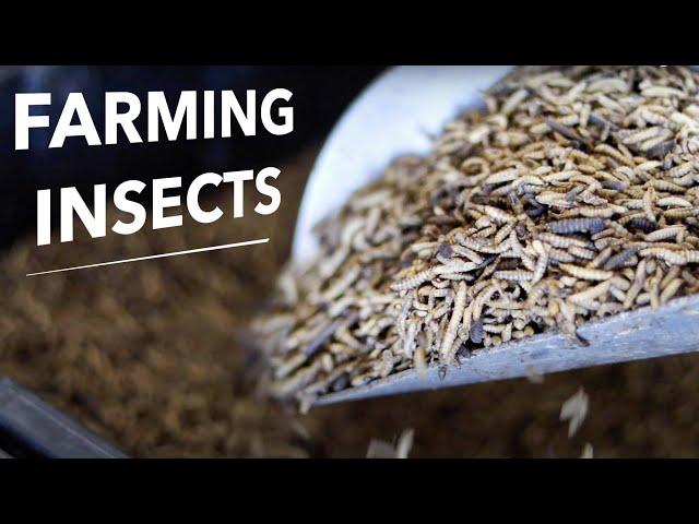 The Business of Commercial Black Soldier Fly Larvae Production