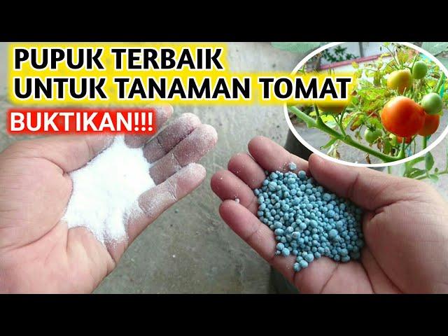 PUPUK YANG BAGUS UNTUK TANAMAN TOMAT AGAR TOMAT BERBUAH BANYAK