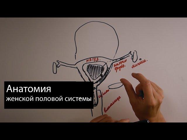 Анатомия женской половой системы простым языком.