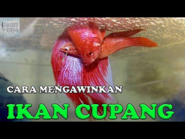 CARA MENGAWINKAN IKAN CUPANG AGAR BERHASIL