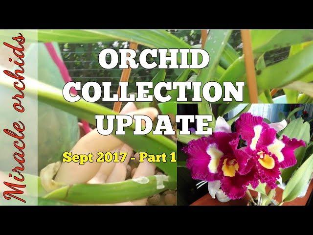 Orchid Collection Update - Part 1 - September 2017