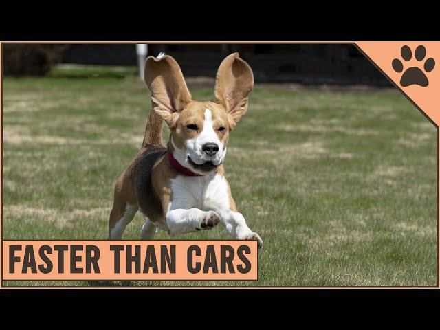 10 Fastest Dog Breeds On The Planet