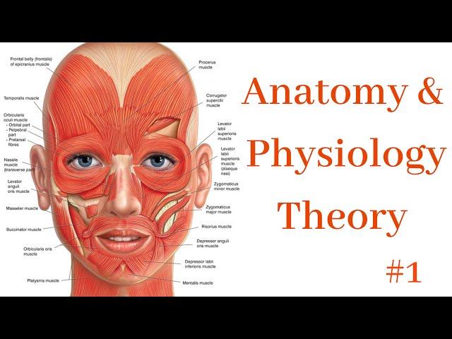 Anatomy & Physiology #1