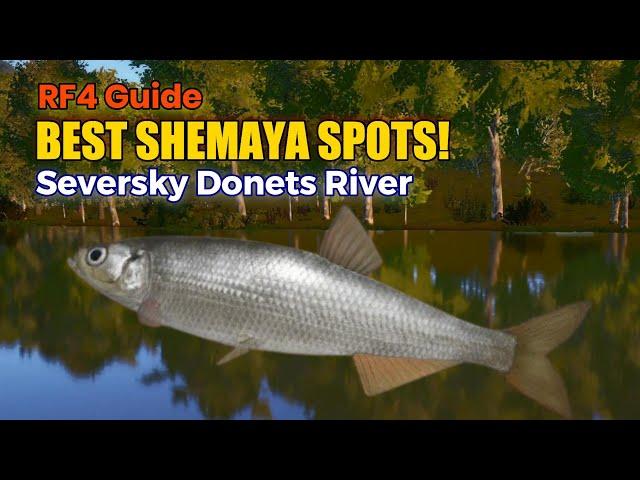 Best Black Sea Shemaya Fishing Spots on Seversky Donets River | Russian Fishing 4 Guide!