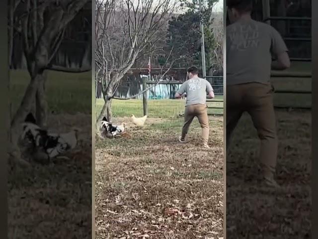 Roosters+Wet grass=terrifying moment #farming #rooster #failsvideo #bestfails