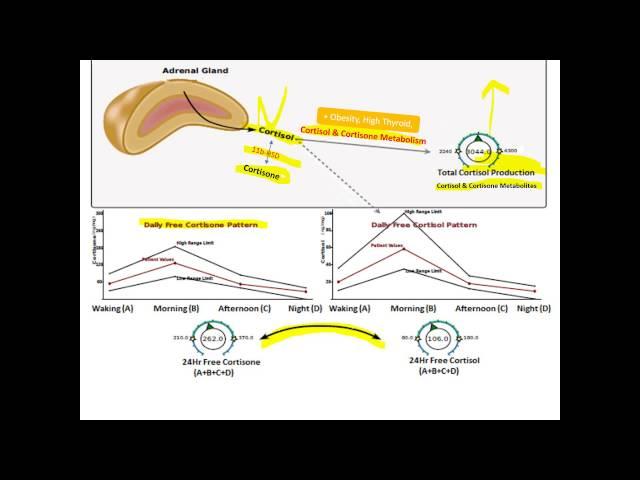 Report tutorial cortisol 112 N H