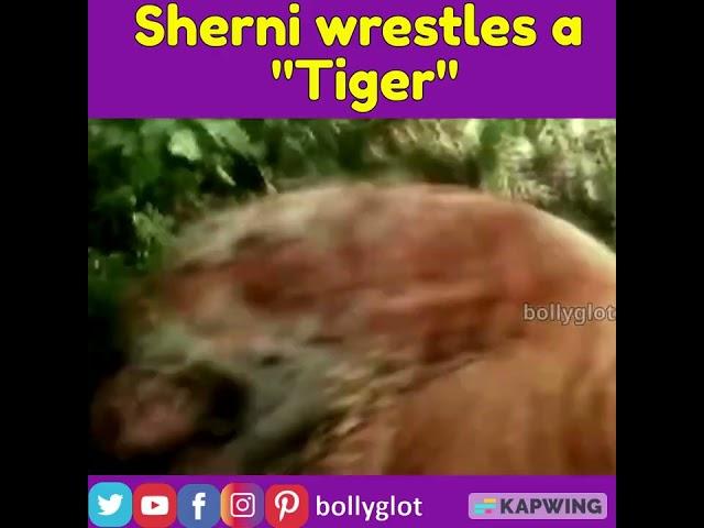 Sherni Fights a  "Tiger"! (Kanti Shah | Sapna Sappu | Badla Sherni Ka)