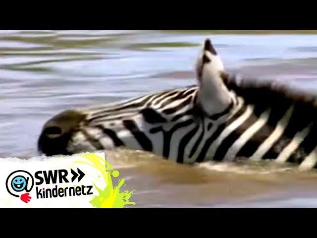 Zebras bei OLI's Wilde Welt | SWR Kindernetz