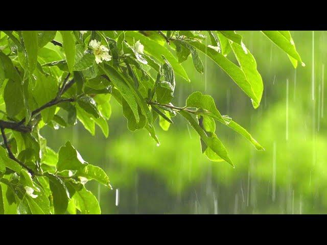 마음을 달래는 최상의 빗소리, 비오는소리ASMR - Rain Sound Gentle 10 Hours & Best Sound of Rain to Soothe your Heart