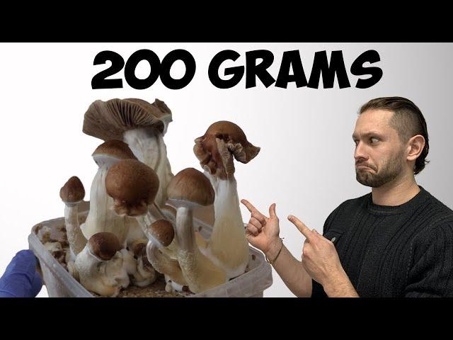 How I Magically Grew Golden Mushrooms in 12 Days! | Teacher Growth Kit Step by Step