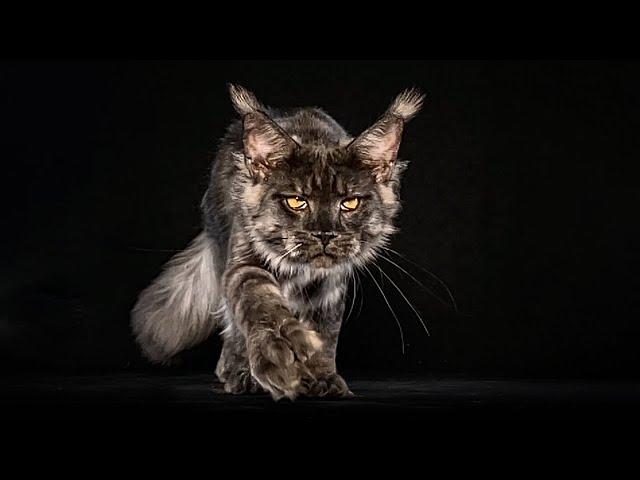 Maine Coon Jayro and his giant polydactyl paws.