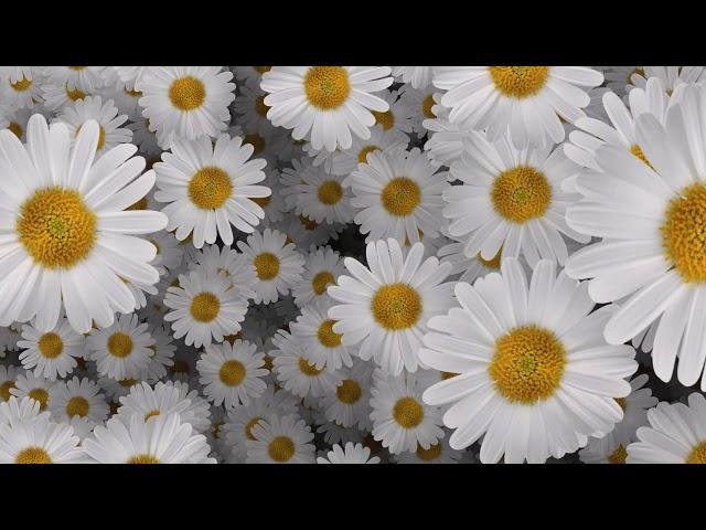 2000 Flowers Moving Animation Zoom Effect