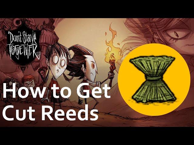 How to Get Cut Reeds | Don´t Starve Together